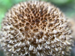 Lacrymaria echiniceps