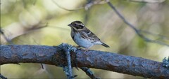 Emberiza rustica