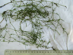 Najas flexilis