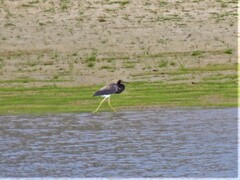 Egretta tricolor