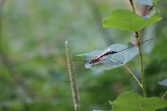 Ichneumonidae