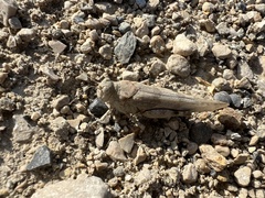 Sphingonotus caerulans