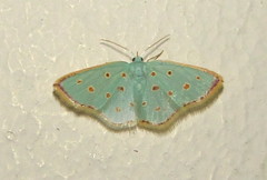 Comostolopsis stillata