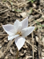 Zephyranthes