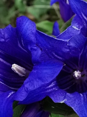 Gentiana asclepiadea