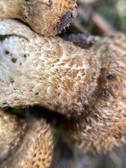 Lacrymaria echiniceps