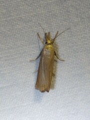 Chrysoteuchia culmella