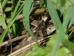 Lacerta agilis