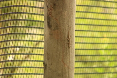 Hemidactylus frenatus