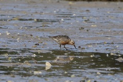 Calidris canutus