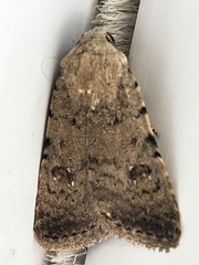 Caradrina clavipalpis