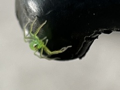 Lyssomanes viridis