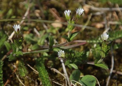 Cerastium fontanum