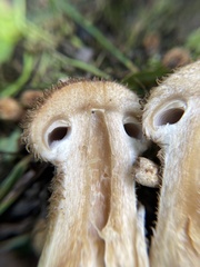 Lacrymaria echiniceps