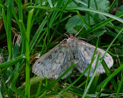 Herpetogramma aquilonalis
