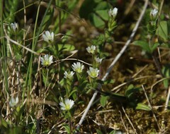Cerastium fontanum