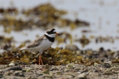 Charadrius hiaticula