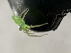 Lyssomanes viridis