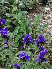 Gentiana asclepiadea