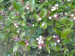 Cornus racemosa