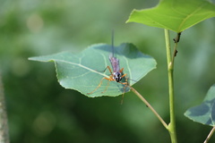Ichneumonidae