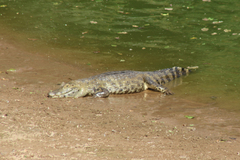 Caiman yacare