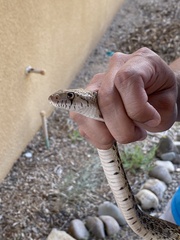 Pituophis catenifer