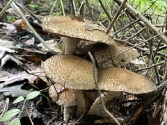 Lacrymaria echiniceps