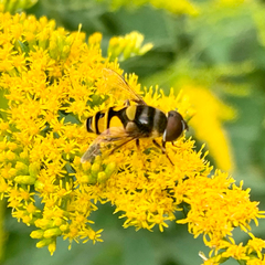 Eristalis transversa