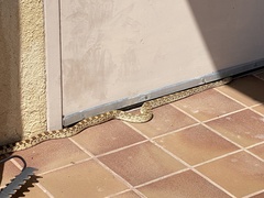 Pituophis catenifer