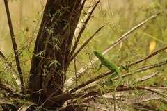Ctenosaura pectinata