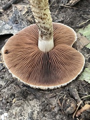 Lacrymaria echiniceps