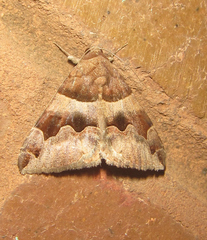 Dysgonia angularis