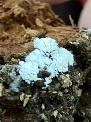 Ceratiomyxa