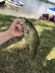 Micropterus dolomieu