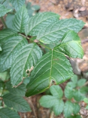 Fraxinus excelsior