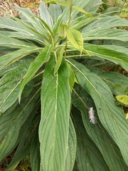 Symphytum officinale