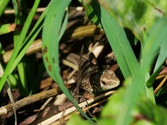 Lacerta agilis