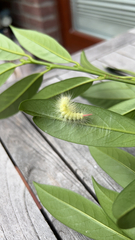 Calliteara pudibunda