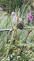 Streptopelia decaocto