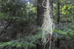 Usnea hirta