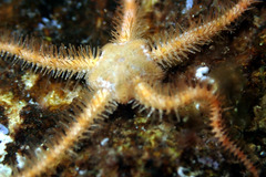 Ophiothrix caespitosa