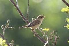 Acrocephalus palustris