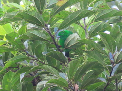 Chlorochrysa phoenicotis