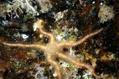 Ophiothrix caespitosa