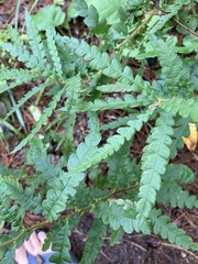Comptonia peregrina