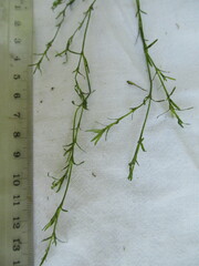 Najas flexilis