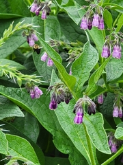 Symphytum officinale