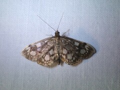 Anania coronata