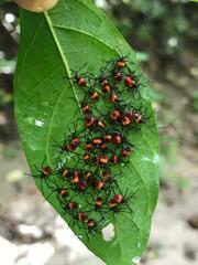 Heteroptera